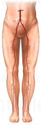 Blood Supply to the Legs