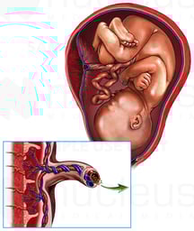 Maternal and Fetal Circulation (Maternal-Fetal Exchange)