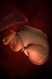Week 38 in Fetal Development