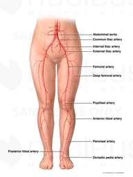 Arterial Circulation to the Legs