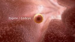 Zygote in Fallopian Tube