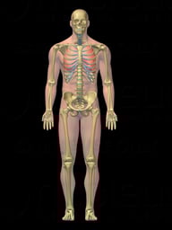 3D Male: Respiratory and Skeletal System