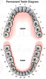 Permanent (Adult) Teeth Diagram