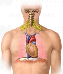 Phrenic Nerves