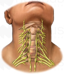 Anterior Cervical Spine and Nerves