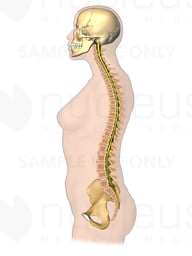 Female Figure with Spinal Cord