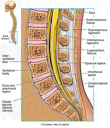 Anatomy of the Lumbosacral Spine