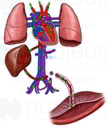 Fetal Circulation