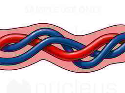 Umbilical Cord with Arteries and Vein