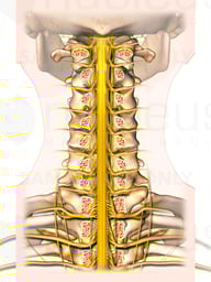 Posterior Cervical Spine Cut-away Nerves