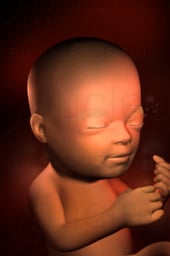 Week 22 in Fetal Development - Senses