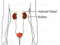 Adrenal Glands