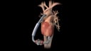 Heart Failure Treatment: Procedures