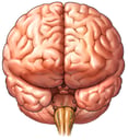 Brain, Anterior View