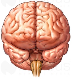 Brain, Anterior View