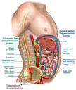 Organs of Extraperitoneal and Peritoneal Spaces