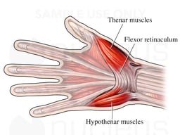 Muscles of the Hand and Wrist