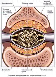 Anatomy of the Spinal Cord