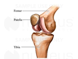 Knee Joint