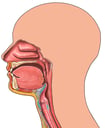Head and Neck Outline with Cut-away Nose and Throat