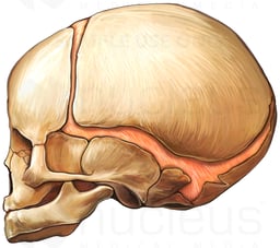 Fetal Skull, Lateral View