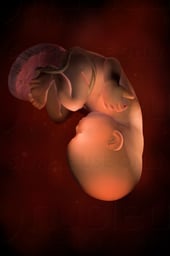 Week 36 in Fetal Development