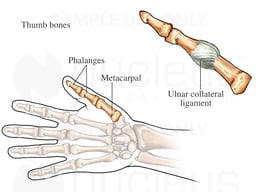 Ulnar Collateral Ligament