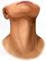 Neck Region of Young Woman
