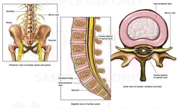 Anatomy of Lumbar Spine