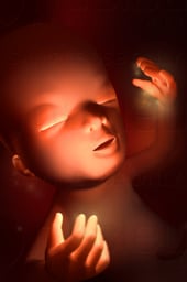 Week 13 in Fetal Development - Second Trimester