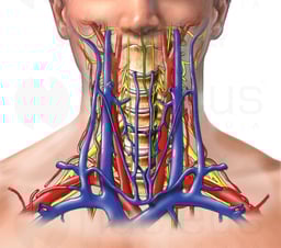 Vasculature and Nerves of the Neck