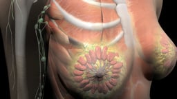 Breast Anatomy