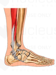 Anatomy of the Ankle: Lateral View