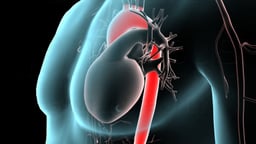 Anatomy of the Aorta