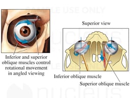 Movements of the Eye, Rotation and Angled Viewing