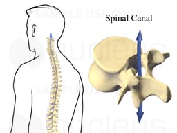 Spinal Canal