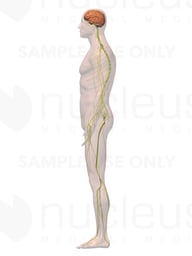 Lateral Male Nervous System