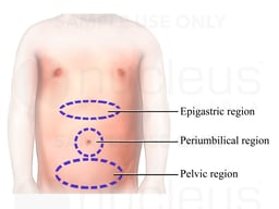 Abdominal Regions of a Child