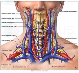 Anatomy of the Cervical Region (Neck)