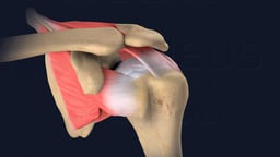 Shoulder Joint with Rotator Cuff Muscles and Tendons