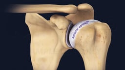 Shoulder Joint with Articular Cartilage Highlighted