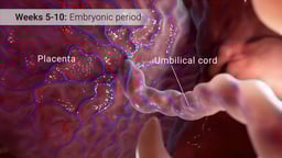 Placenta and Umbilical Cord During Embryonic Period