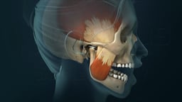 TMJ and Muscles of Mastication