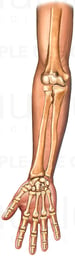 Anterior View of the Bones of the Arm and Palmar Hand