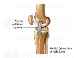 Medial Knee Ligaments