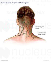 Lymph Nodes of the Occipital Region