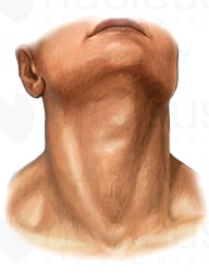 Neck - Anterior (Front) View