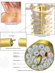 Anatomy of a Spinal Nerve in the Brachial Plexus