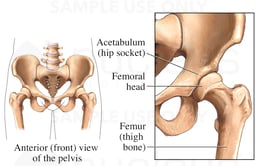 Hip Joint