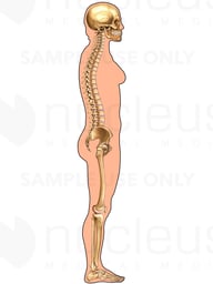 Lateral skeleton